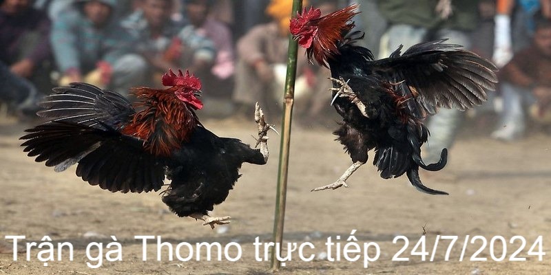 Trận Gà Thomo Trực Tiếp 24/7/2024  -  Cuộc Chiến Khốc Liệt