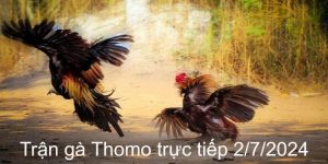 Trận Gà Thomo Trực Tiếp 25/7/2024 - Màn Đối Đầu Nảy Lửa