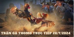 Trận Gà Thomo Trực Tiếp 28/7/2024 Với Màn Thi Đấu Kịch Tính