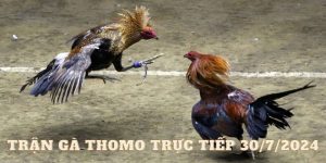 Trận Gà Thomo Trực Tiếp 30/7/2024 Đầy Điều Bất Ngờ Cho Người Xem