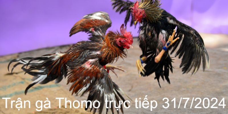 Trận Gà Thomo Trực Tiếp 31/7/2024 Kịch Tính, Sôi Động