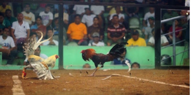 Tường thuật Trận gà Cựa dao trực tiếp 27/7/2024