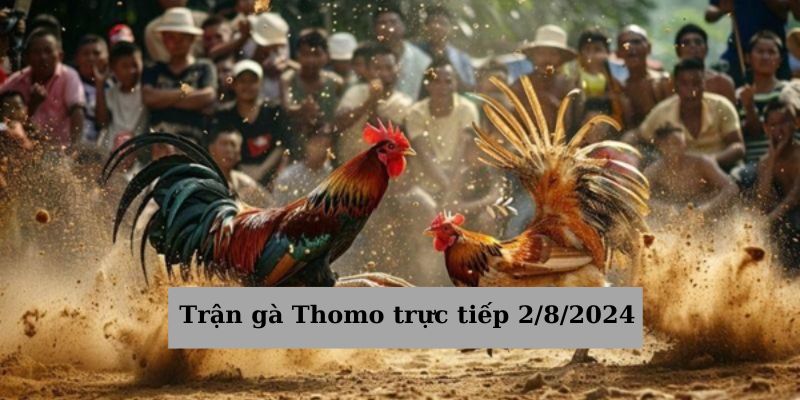 Tường thuật Trận gà Thomo trực tiếp 2/8/2024 siêu HOT