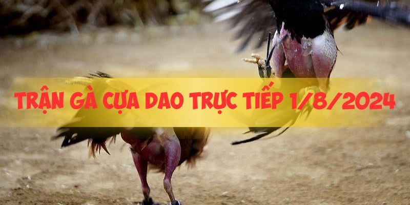 Khai mạc Trận gà Cựa dao trực tiếp 1/8/2024 - Tường thuật