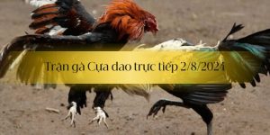 Trận gà Cựa dao trực tiếp 2/8/2024 diễn biến mới nhất