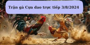 Trực tiếp Trận gà Cựa dao trực tiếp 3/8/2024 HOT nhất