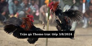 Trận gà Thomo trực tiếp 3/8/2024 - Cập nhật mới nhất