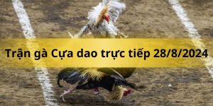 Trực tiếp trận gà Thomo trực tiếp 28/8/2024 mới nhất