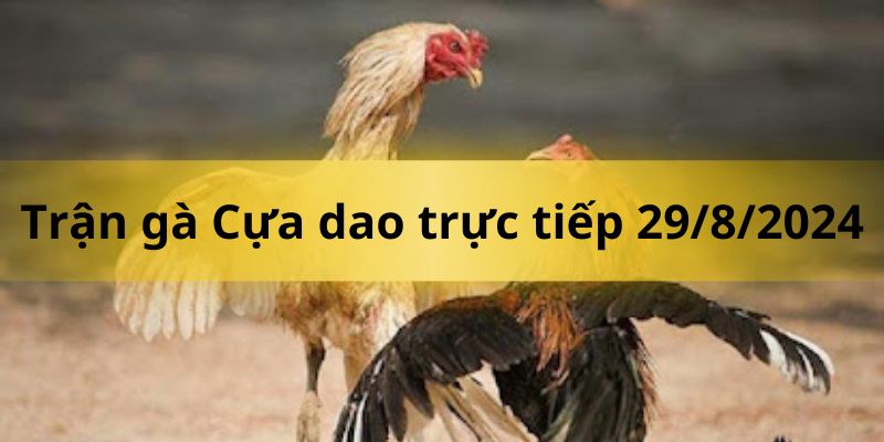 Trận gà Cựa dao trực tiếp 29/8/2024 cập nhật mới nhất