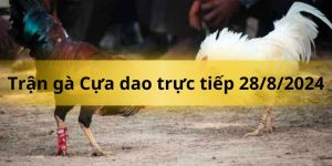 Trận gà Cựa dao trực tiếp 30/8/2024 cực kì ác liệt