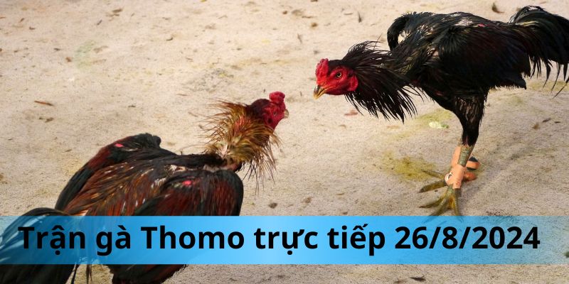 Tường thuật trận gà Thomo trực tiếp 26/8/2024 siêu chất