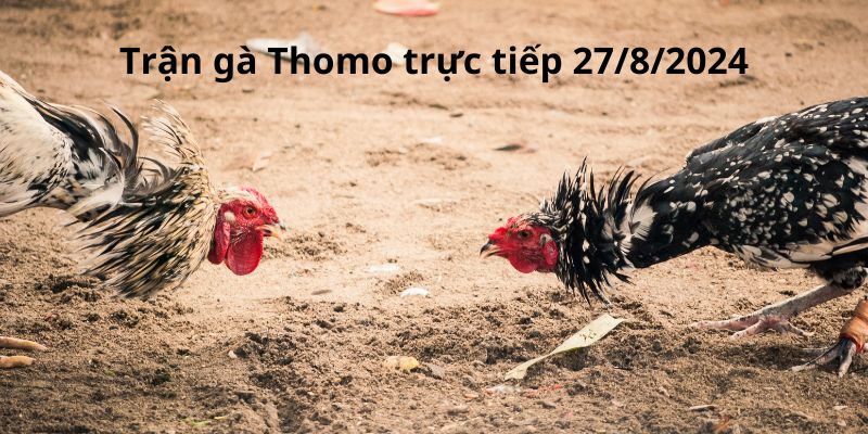 Tường thuật cực HOT: Trận gà Thomo trực tiếp 27/8/2024