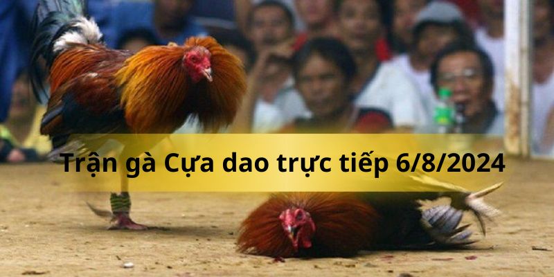 Trận gà Cựa dao trực tiếp 6/8/2024: Đen - Mướp, ai sẽ thắng?