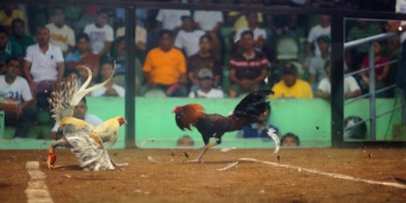 Những lý do vì sao bạn nên chọn Dagathomo làm nơi xem đá gà Thomo