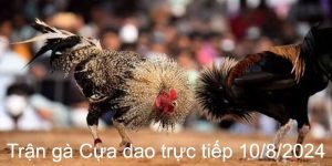 Trận Gà Cựa Dao Trực Tiếp 10/8/2024 Máu Lửa, Gay Cấn