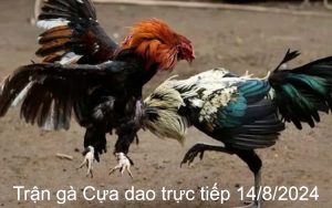 Trận gà Cựa dao trực tiếp 14/8/2024 - kịch tích và gay cấn