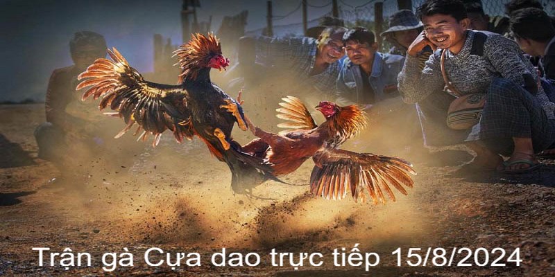 Trận Gà Cựa Dao Trực Tiếp 15/8/2024 Khốc Liệt Và Căng Thẳng