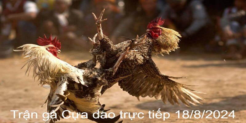 Trận Gà Cựa Dao Trực Tiếp 18/8/2024 - Màn Đối Đầu Kịch Tính