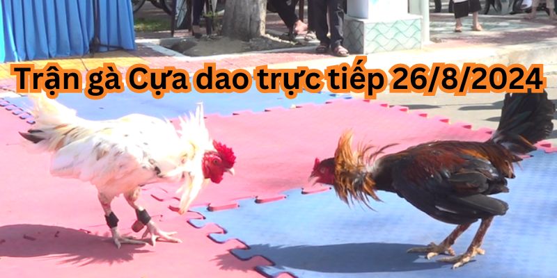 Trận gà Cựa dao trực tiếp 26/8/2024 - Cuộc thư hùng vĩ đại