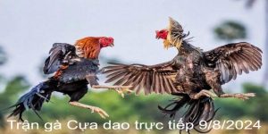 Trận Gà Cựa Dao Trực Tiếp 9/8/2024 - Sàn Đấu Của Các Thần Kê