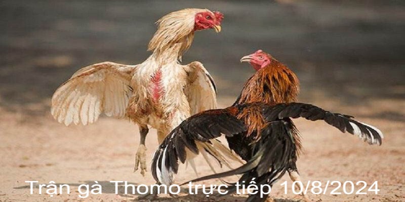 Trận Gà Thomo Trực Tiếp 10/8/2024 - Màn Đối Đầu Nảy Lửa