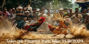 Trận Gà Thomo Trực Tiếp 11/8/2024 Hồi Hộp Đến Nghẹt Thở