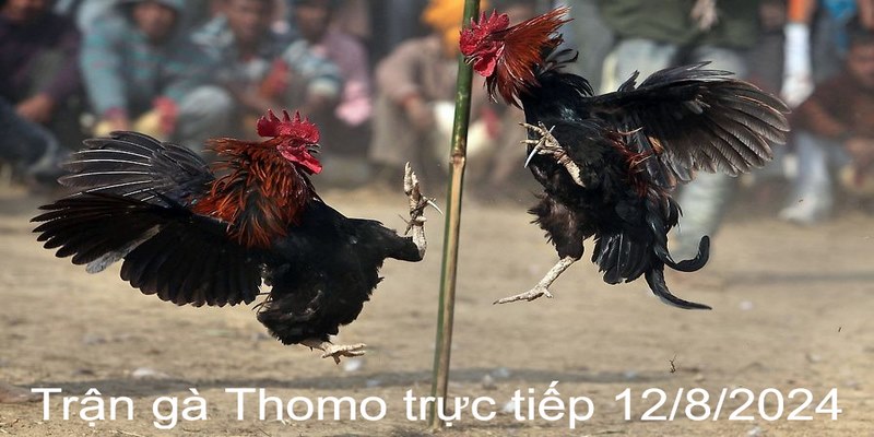 Trận Gà Thomo Trực Tiếp 12/8/2024 Siêu Hấp Dẫn Và Kịch Tính