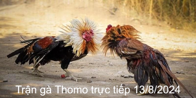 Trận Gà Thomo Trực Tiếp 13/8/2024 Sôi Động Và Đầy Náo Nhiệt