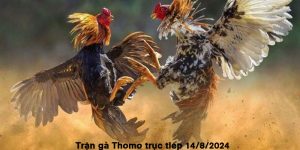 Trận Gà Thomo Trực Tiếp 14/8/2024 Sôi Động Và Đầy Hấp Dẫn