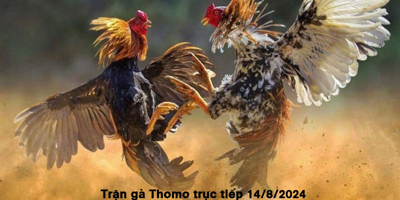 Trận gà Thomo trực tiếp 14/8/2024 White giành phần thắng