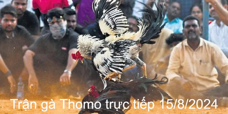 Trận Gà Thomo Trực Tiếp 15/8/2024 - Cuộc Chiến Máu Lửa