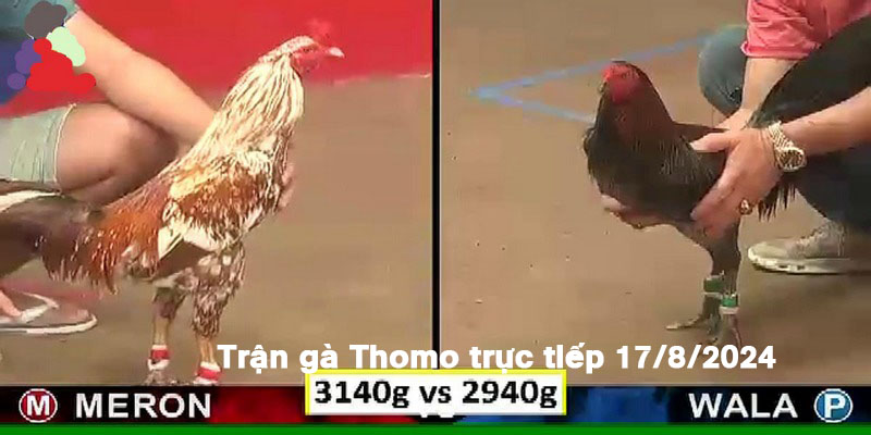 Trận Gà Thomo Trực Tiếp 17/8/2024 - Màn Đọ Sức Gay Cấn