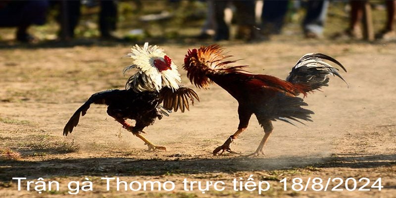 Trận Gà Thomo Trực Tiếp 18/8/2024 - Đối Đầu Nảy Lửa Có 1 0 2