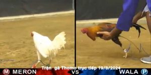 Trận Gà Thomo Trực Tiếp 19/8/2024 Náo Nhiệt Căng Não