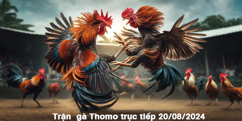 Trận gà Thomo trực tiếp 20/8/2024 kết thúc với chiến thắng thuộc về chiến kê Money