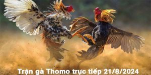 Trận Gà Thomo Trực Tiếp 21/8/2024 Hồi Hộp Đến Nghẹt Thở