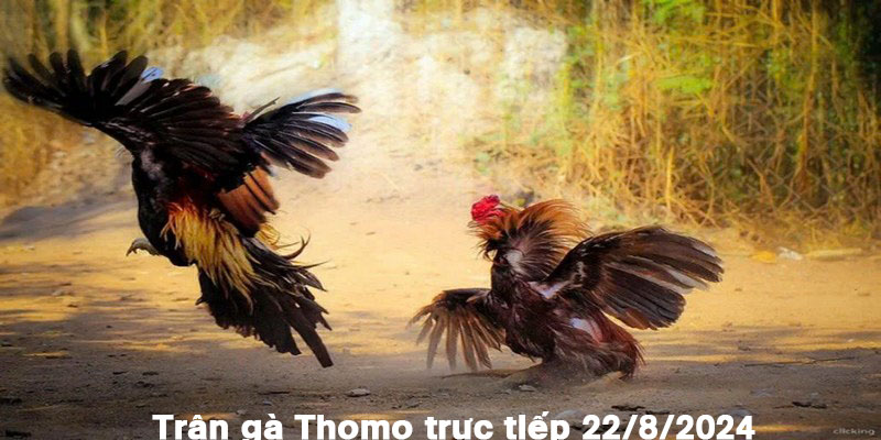 Trận Gà Thomo Trực Tiếp 22/8/2024 Cực Kỳ Gay Cấn Và Quyết Liệt