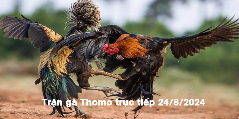 Trận Gà Thomo Trực Tiếp 24/8/2024 Gay Cấn Đến Phút Cuối