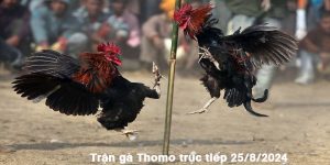 Trận Gà Thomo Trực Tiếp 25/8/2024 - Đẳng Cấp Gà Chiến Mạnh