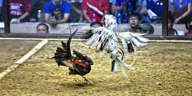 Chiến kê Phúc chiếm thế chủ động tại hiệp đấu thứ nhất