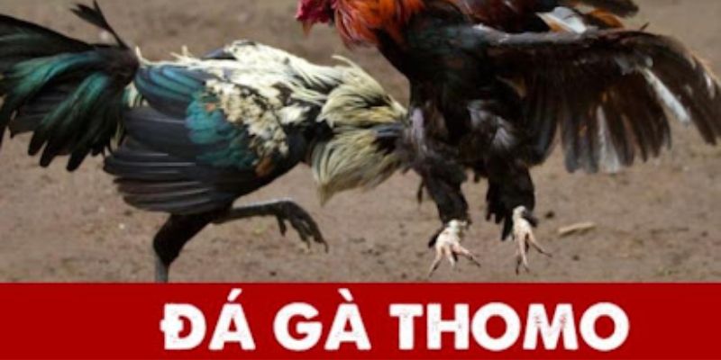 Xem Trận gà Thomo trực tiếp 3/8/2024 tại trang web dagathomo